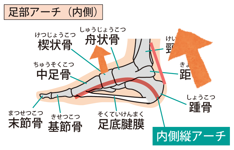 土踏まずと骨盤前傾と足底筋膜 黒人の足首が固い理由も 長濱陸のブログ